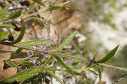 Image of Stachys atherocalyx K. Koch