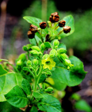 Image of Aztec tobacco