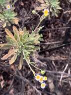 Image de Erigeron socorrensis Brandeg.