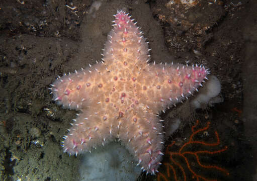 Image of Poraniopsis inflata (Fisher 1906)