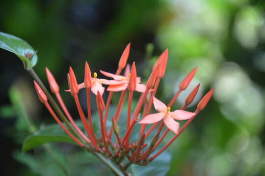 Image of ixora