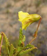 Image de Hermannia saccifera (Turcz.)