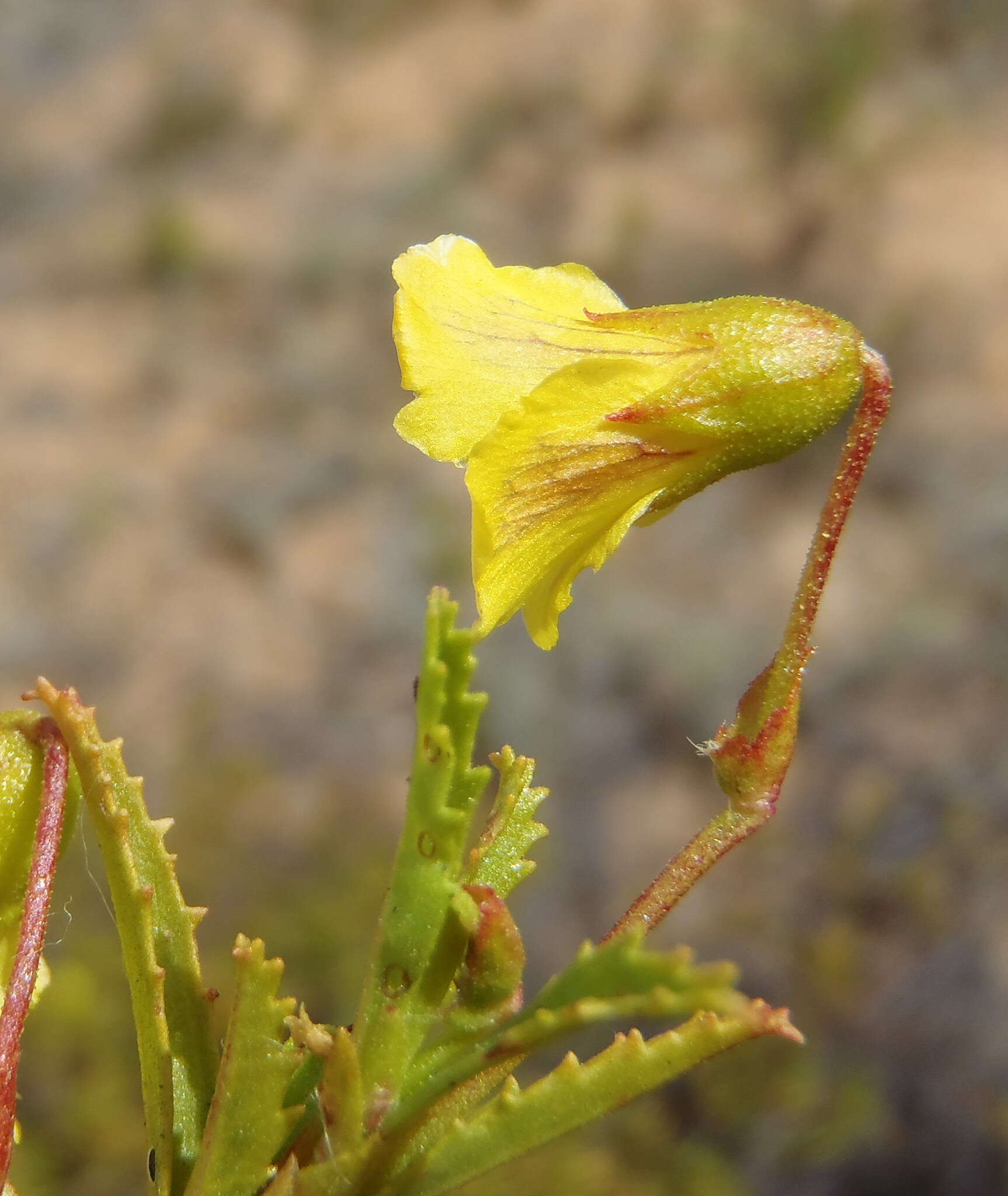 Image de Hermannia saccifera (Turcz.)