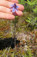 Image of Veined sun orchid