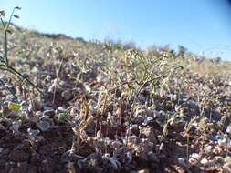 Eriogonum deflexum var. nevadense Reveal resmi