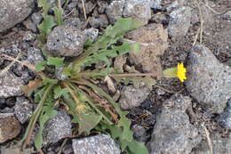 Image of Daisy