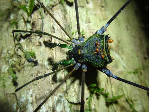 Image of Serracutisoma pseudovarium Da Silva & Gnaspini 2010