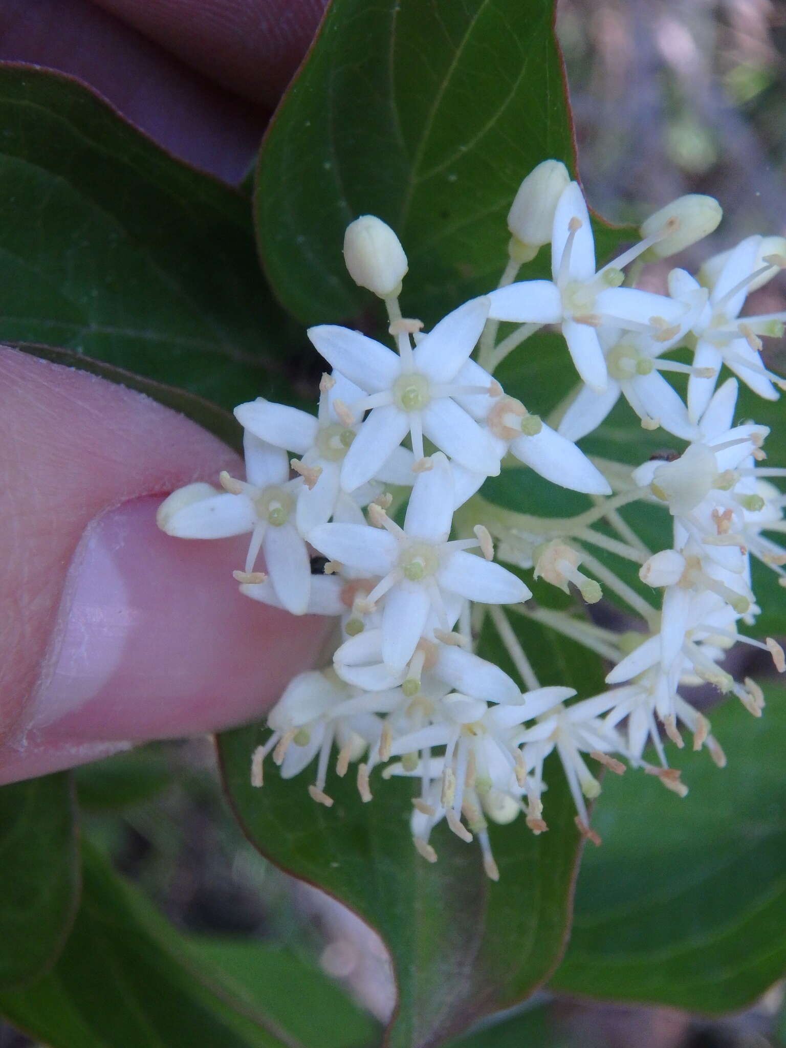 Image of Cornus sanguinea subsp. australis (C. A. Mey.) Jáv.