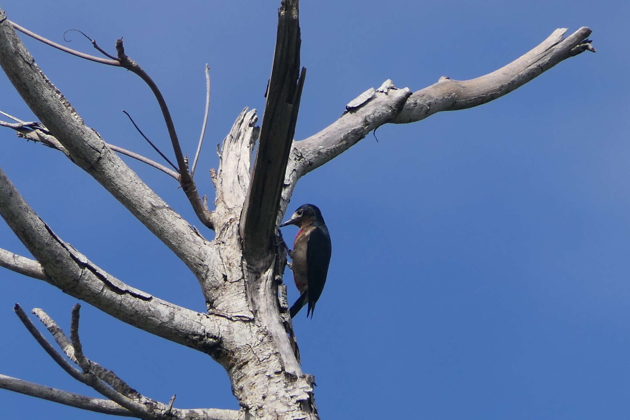 Image of Puerto Rican Woodpecker