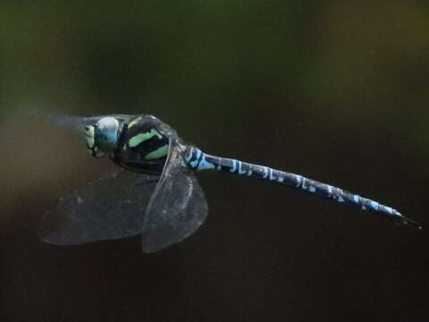 Image of Canada Darner