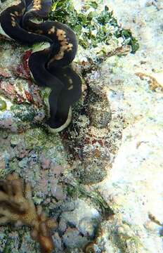 Image of Marbled coral-cod