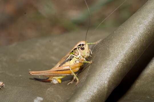 Image of Metrioptera roeselii