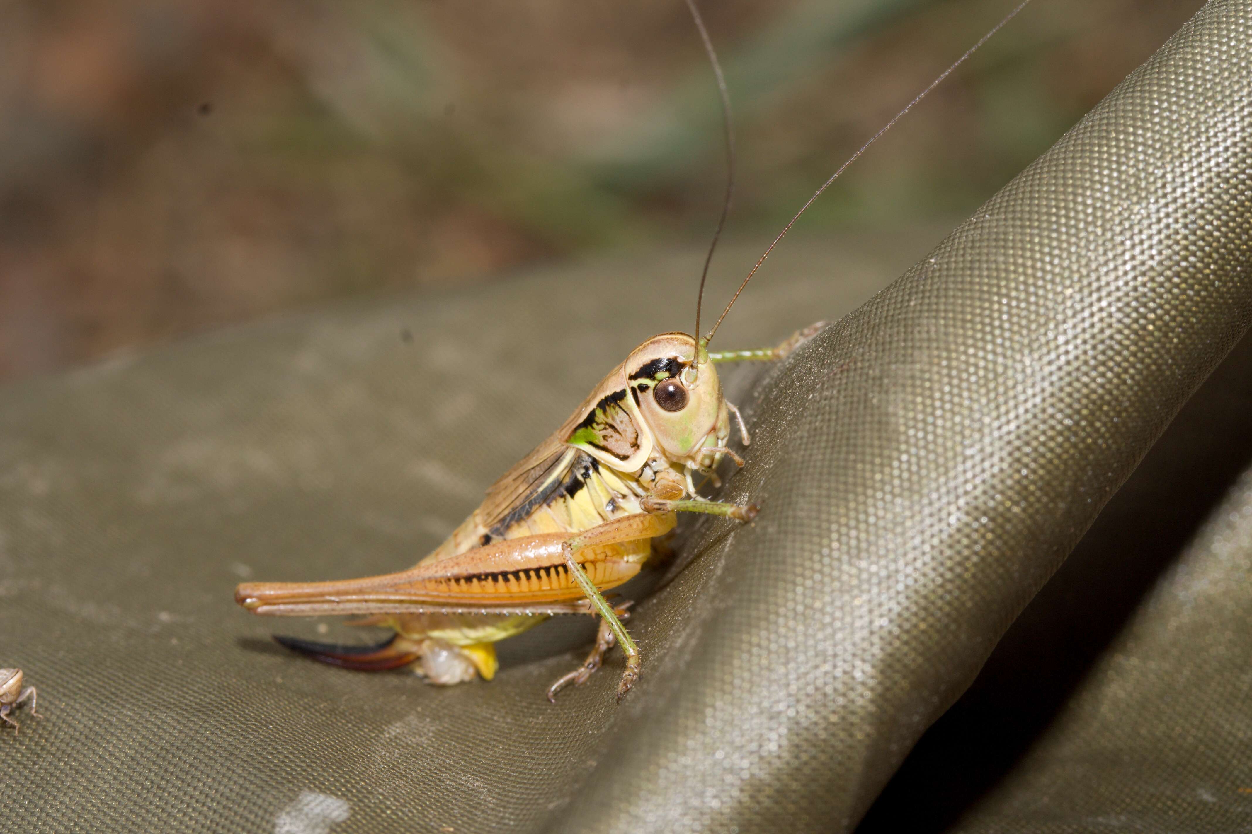 Image of Metrioptera roeselii