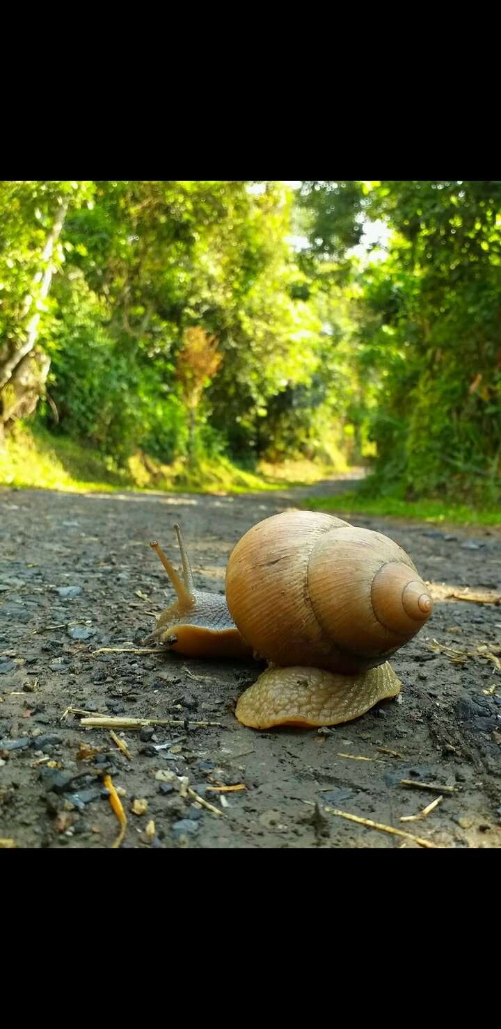 Image de Megalobulimus oblongus