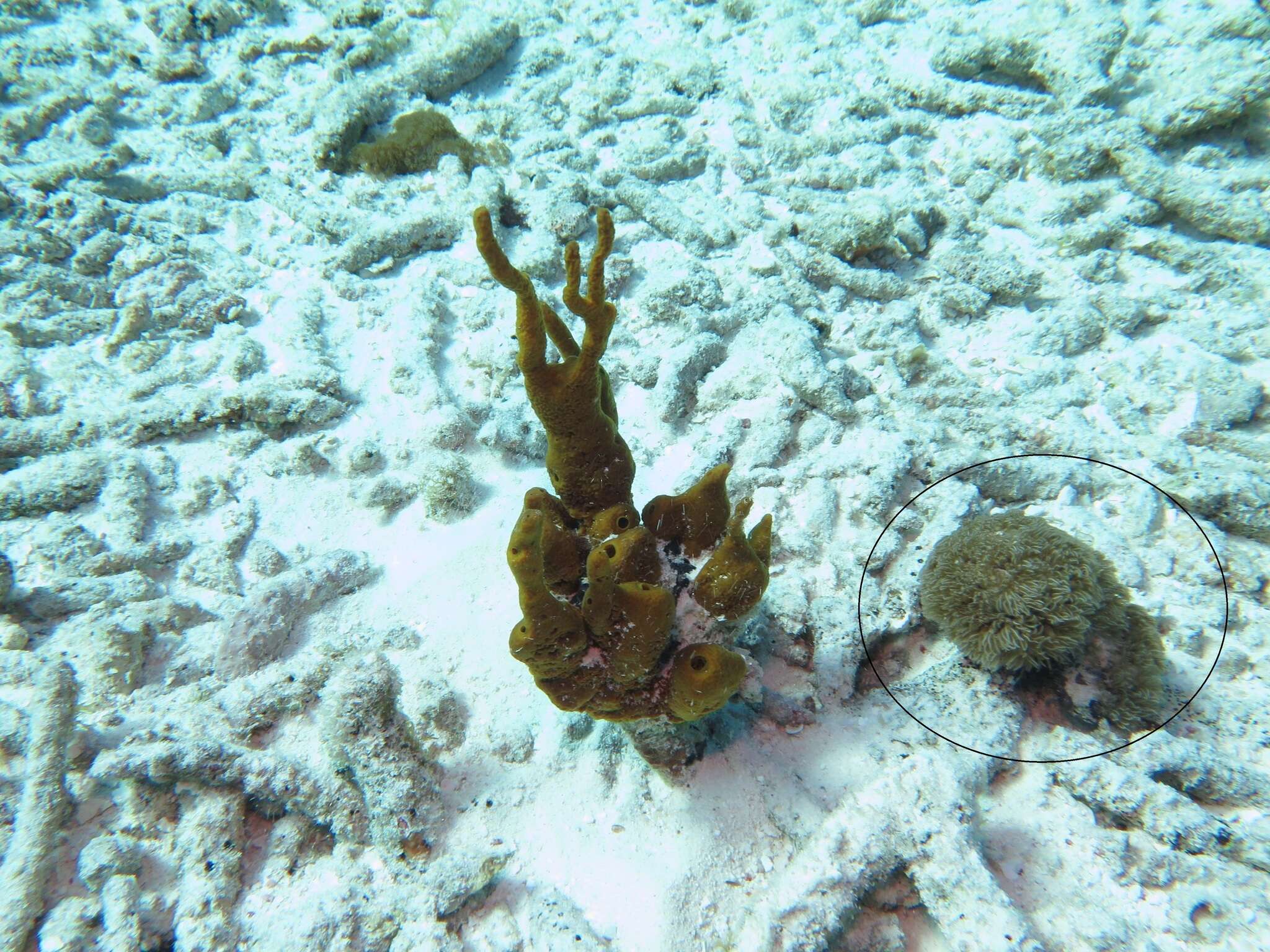 Image of Erythropodium caribaeorum (Duchassaing & Michelotti 1860)