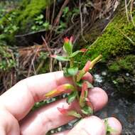 Image of Castilleja tenuiflora var. tancitaroana (G. L. Nesom) J. M. Egger