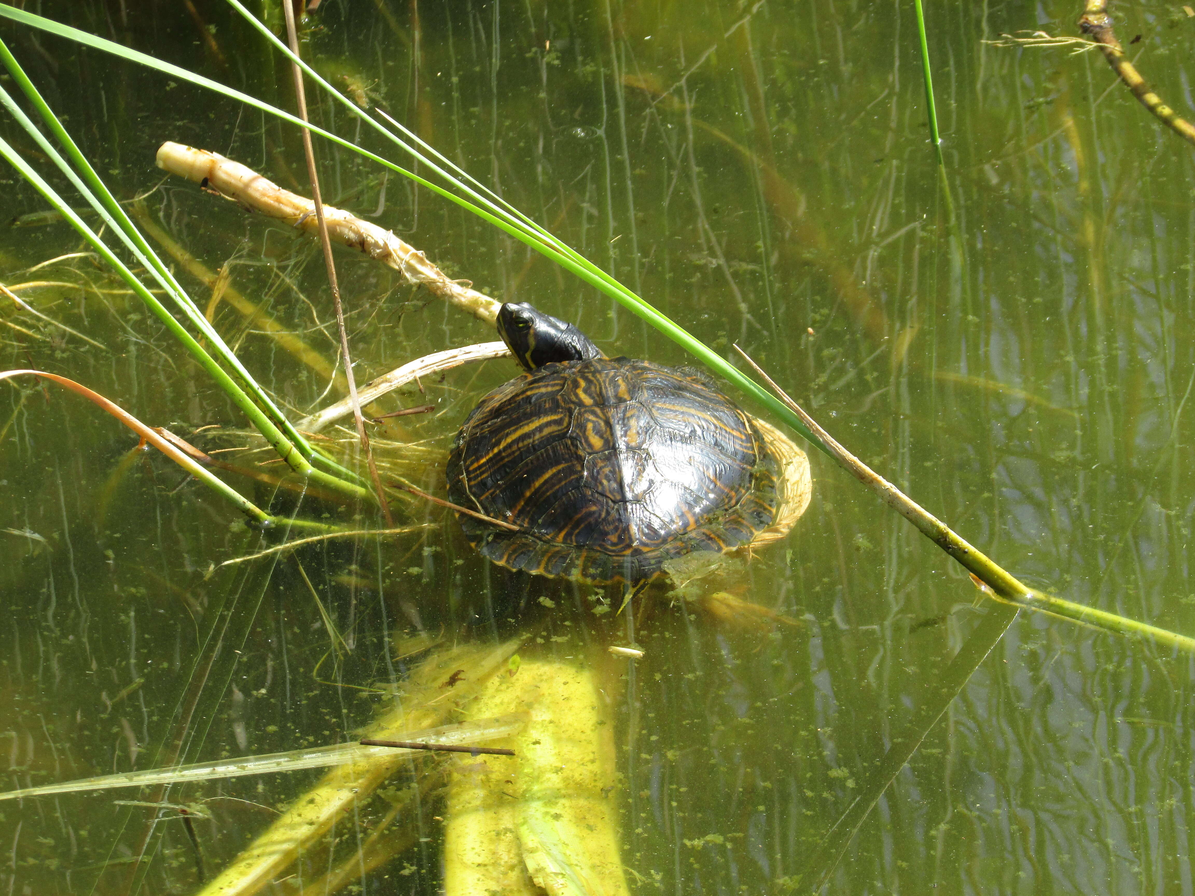 Image of yellow-bellied slider