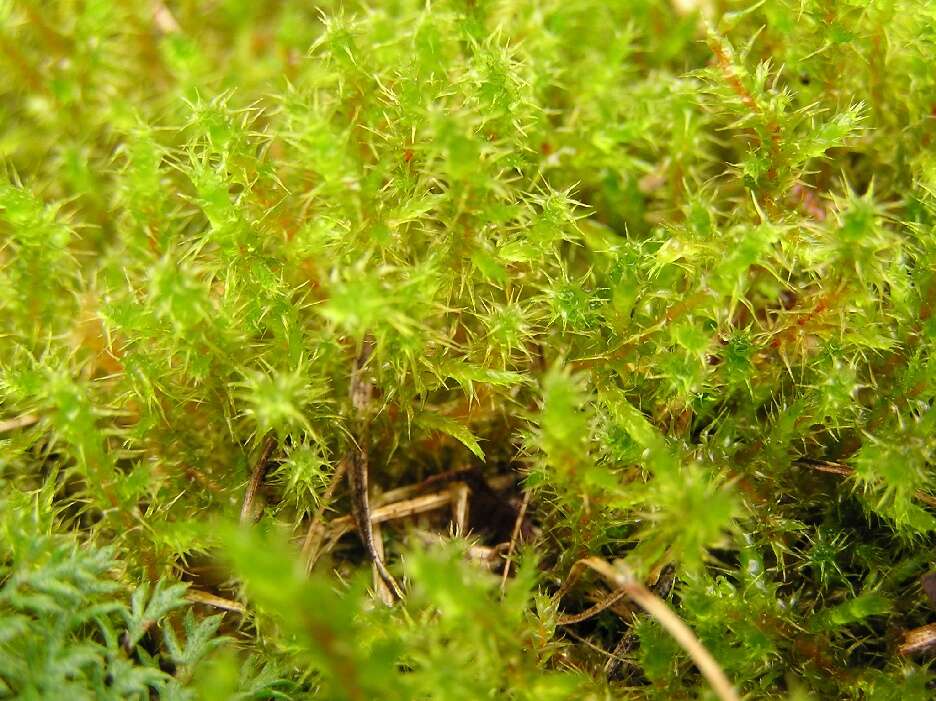 Image of square goose neck moss