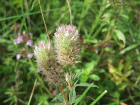 Image of Hare's-foot Clover