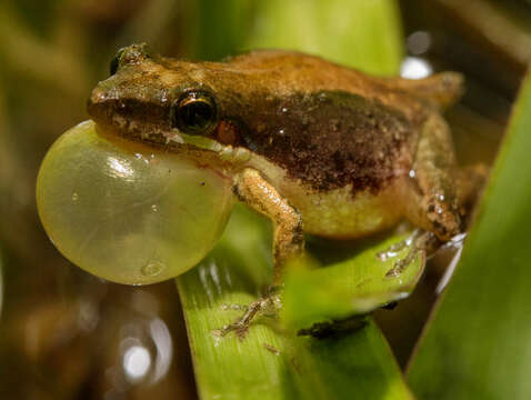 Sivun Litoria microbelos (Cogger 1966) kuva