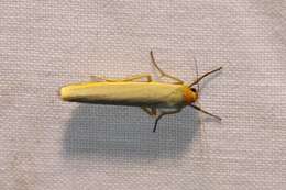 Image of scarce footman