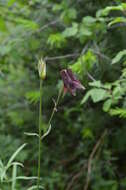 Image of Aquilegia atrovinosa M. Pop. ex Gamajun.