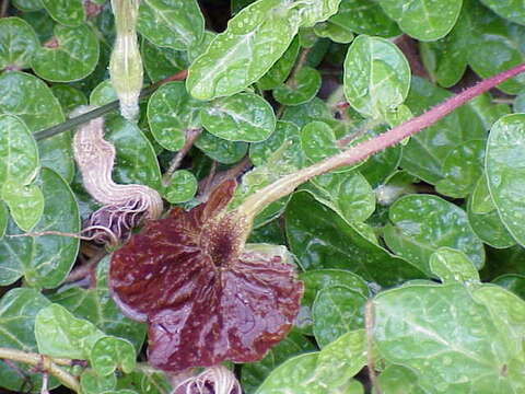 Image de Aristolochia lindneri A. Berger