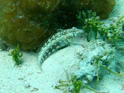 Image of Southern sharpnose sandperch