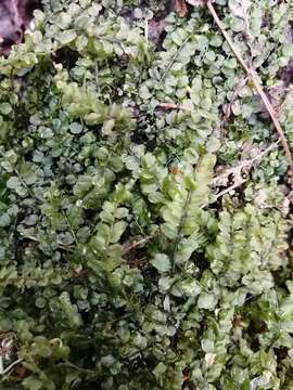 Image of plagiomnium moss