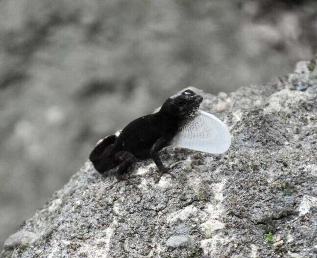 Image of Sagua de Tanamo  Anole