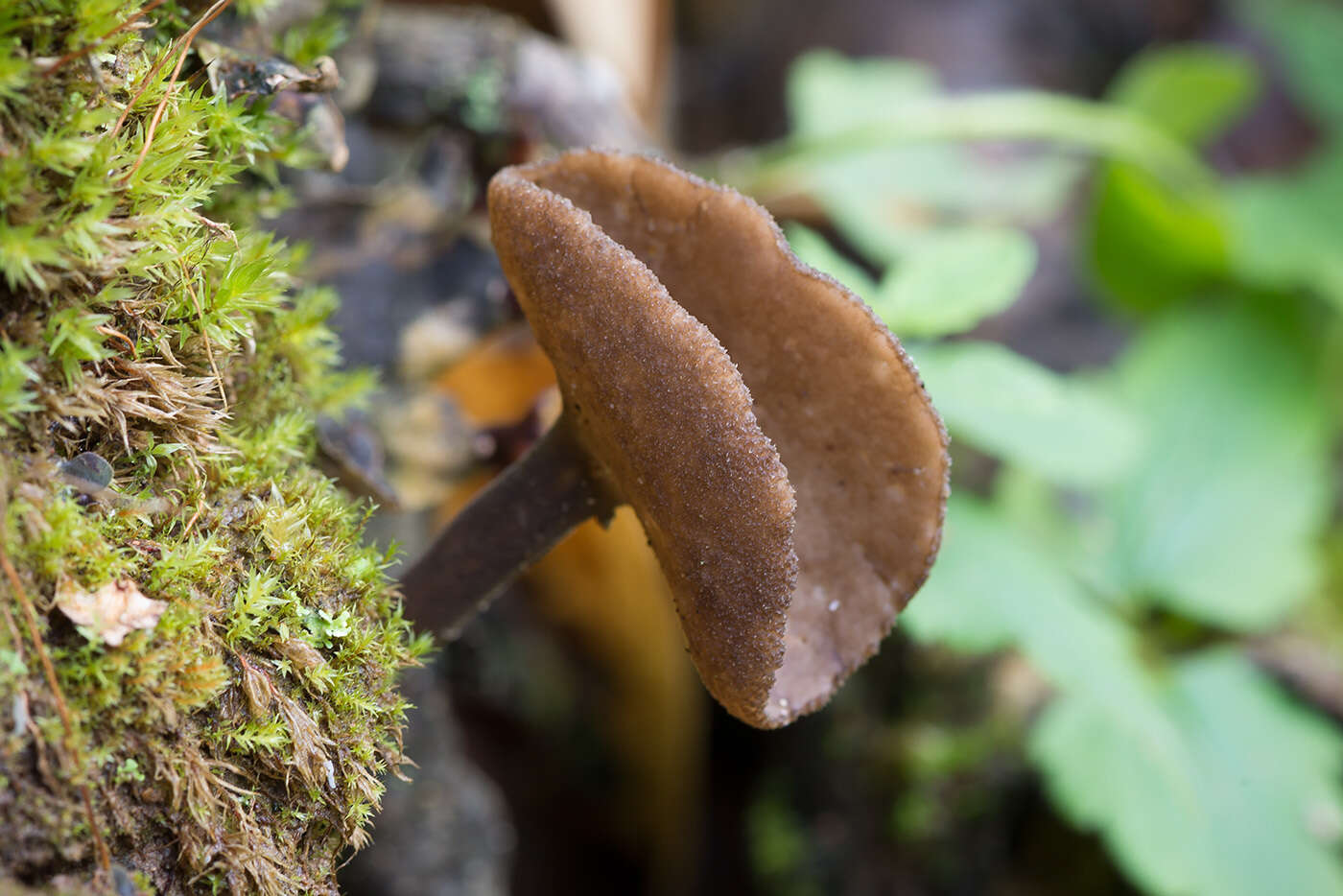 Image de Helvella macropus (Pers.) P. Karst. 1871