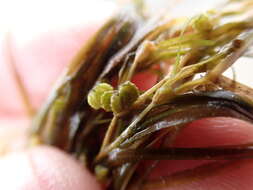 Image of northern snail-seed pondweed