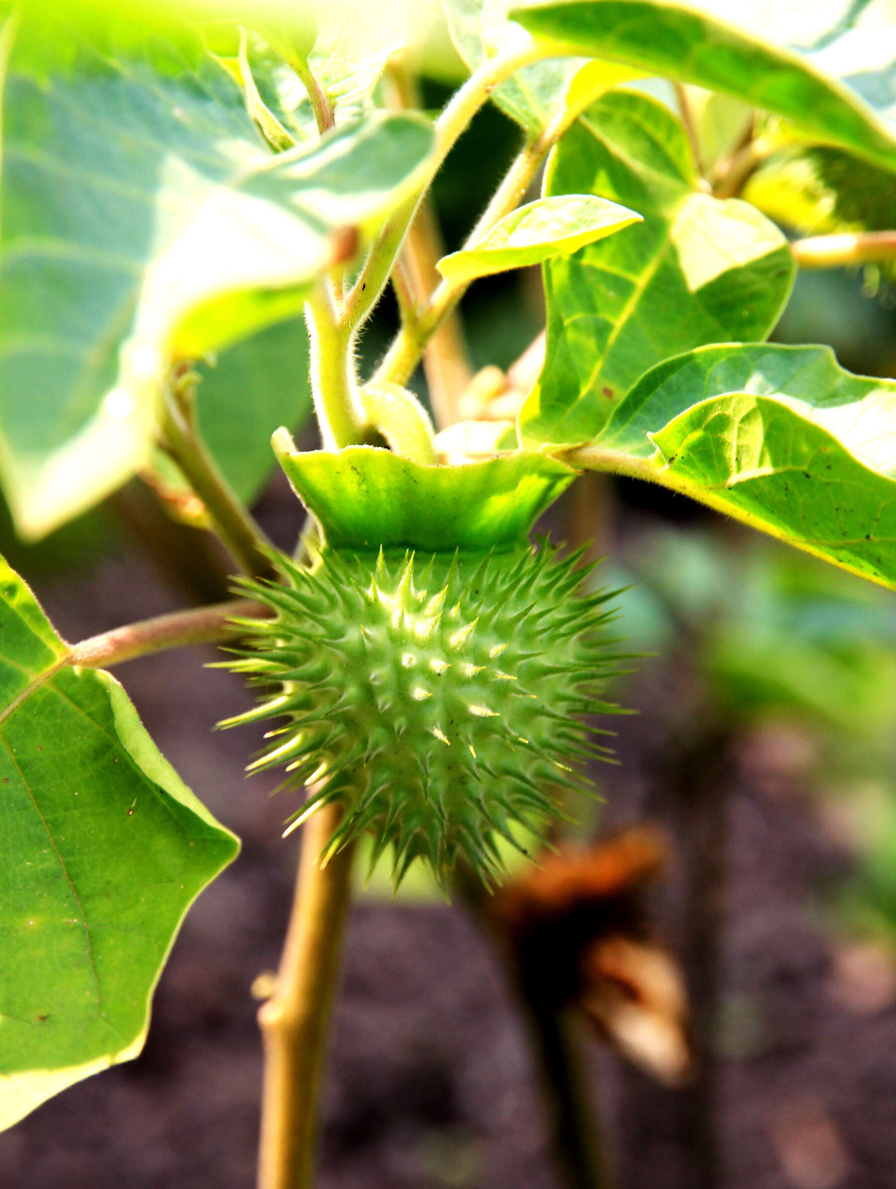 Image of Horn-of-plenty