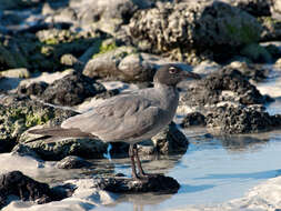 Image of Lava Gull