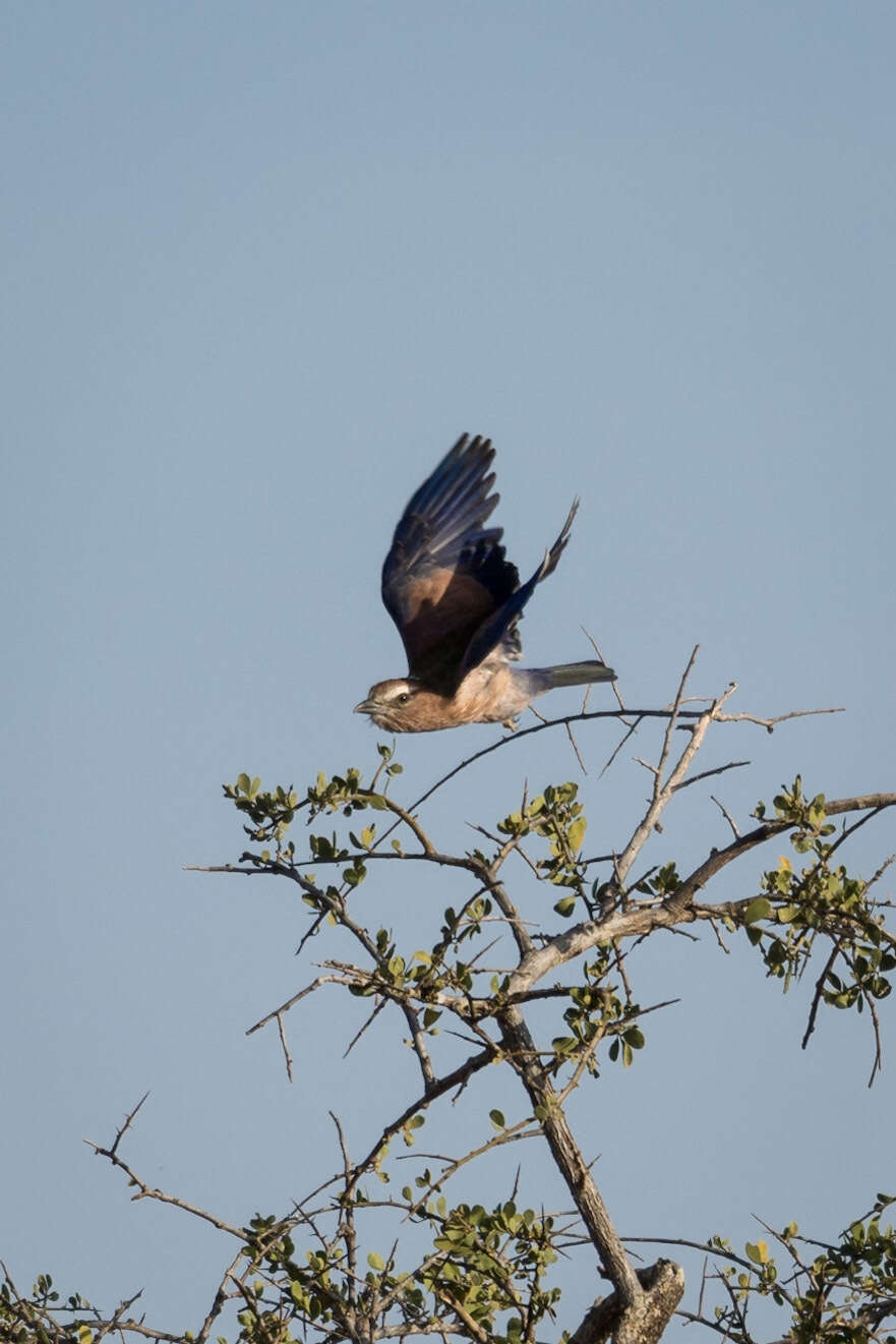 Image of Purple Roller