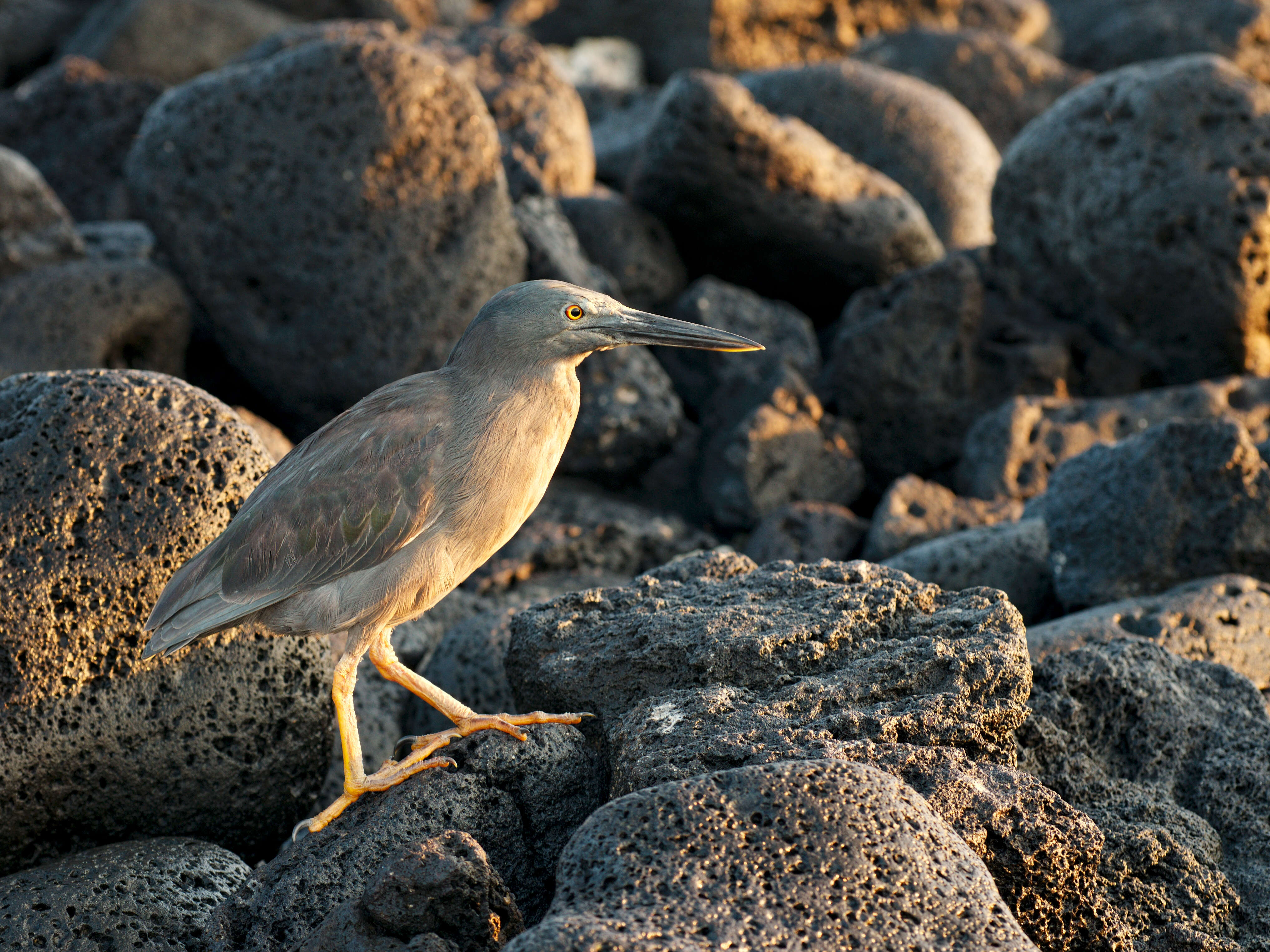 Image de Héron des Galapagos