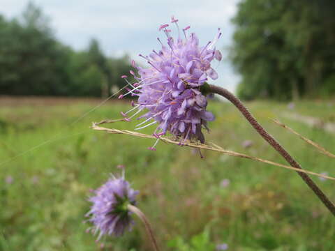 Image of Devil’s Bit Scabious