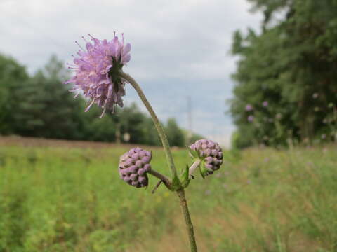 Image of Devil’s Bit Scabious