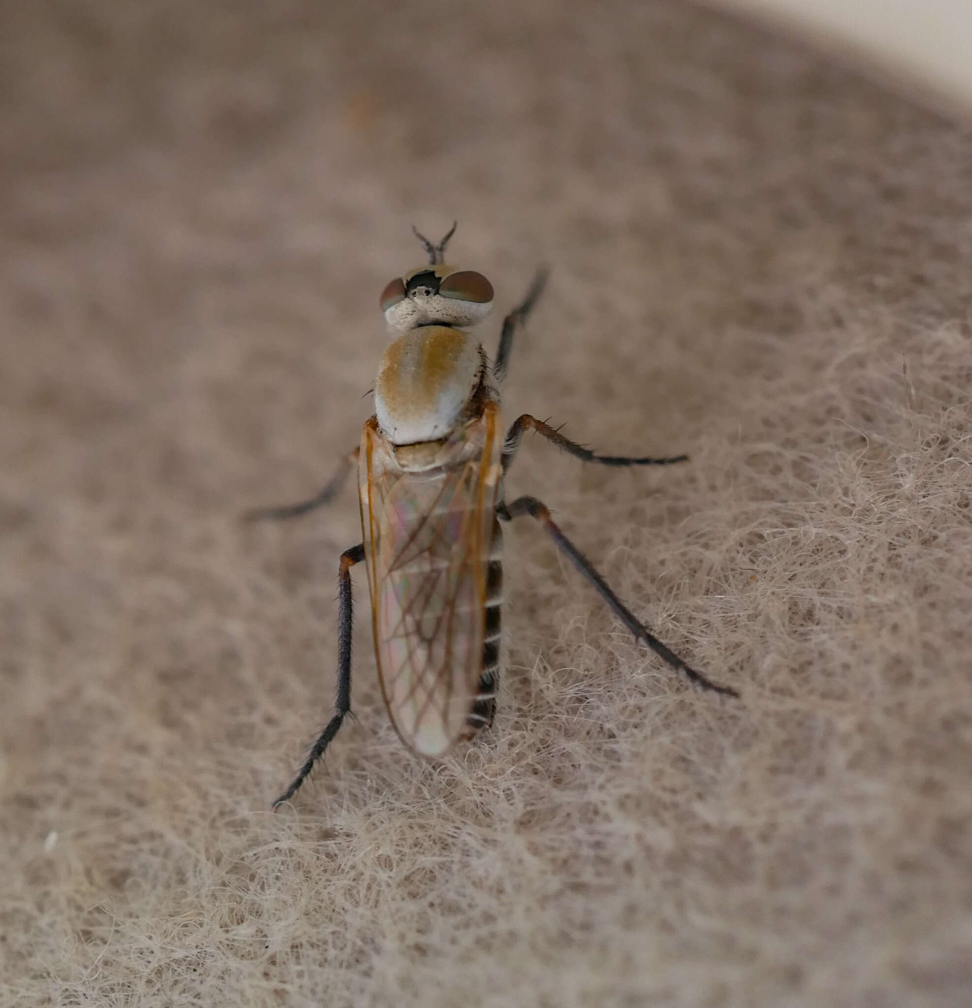 Plancia ëd Actorthia lacteipennis (Becker 1913)