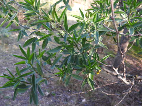 Image of Anagyris foetida L.