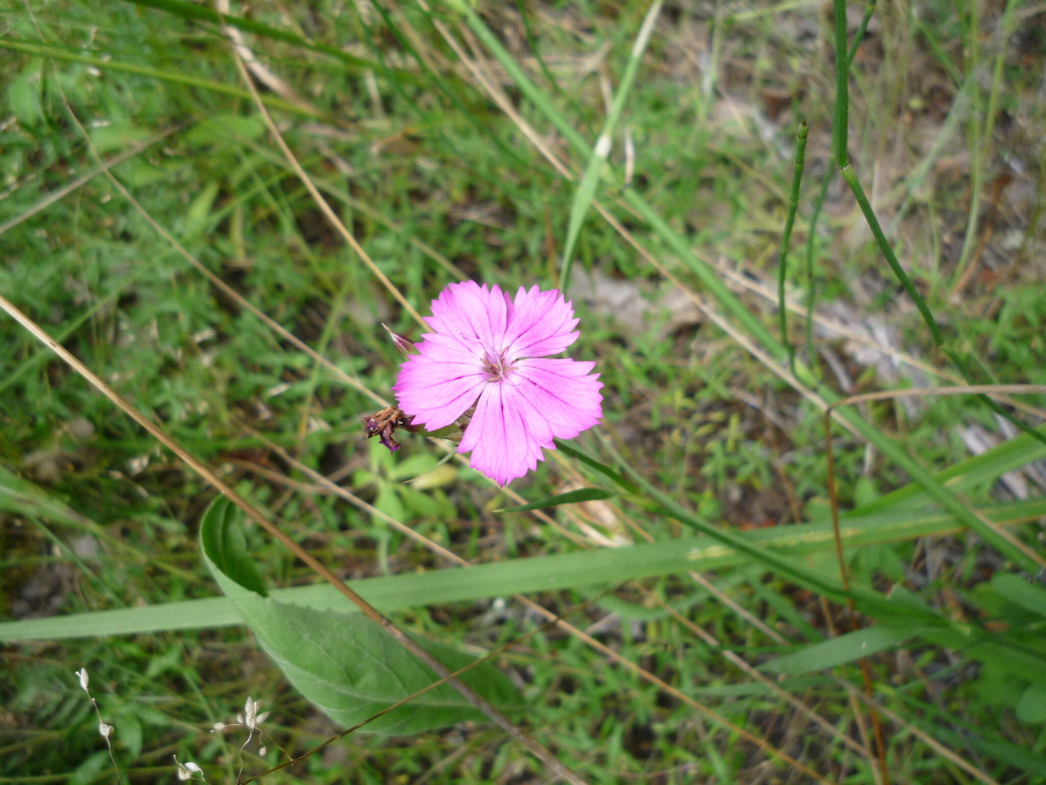 Image of Dianthus membranaceus Borbás