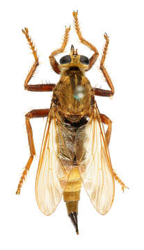 Image of Hornet robberfly