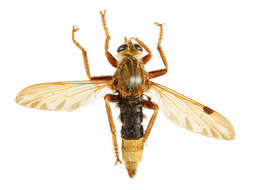 Image of Hornet robberfly