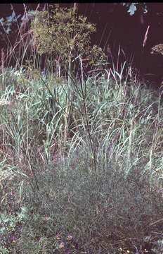 Image of hog's-fennel