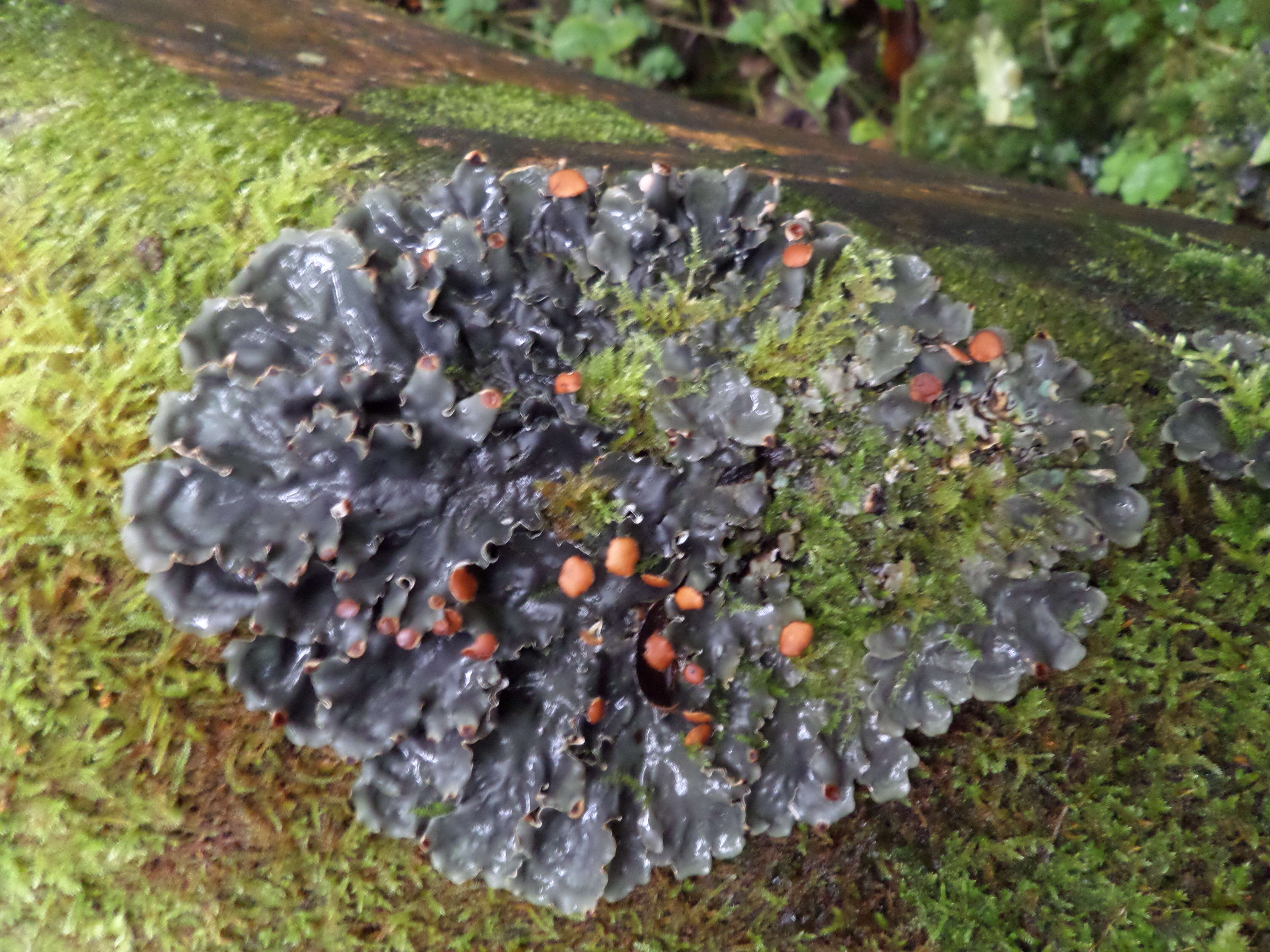 Image of membraneous felt lichen