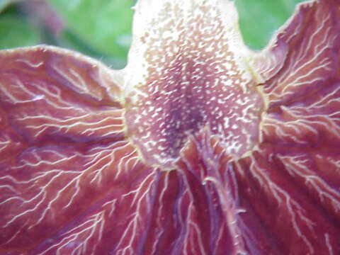 Image de Aristolochia lindneri A. Berger