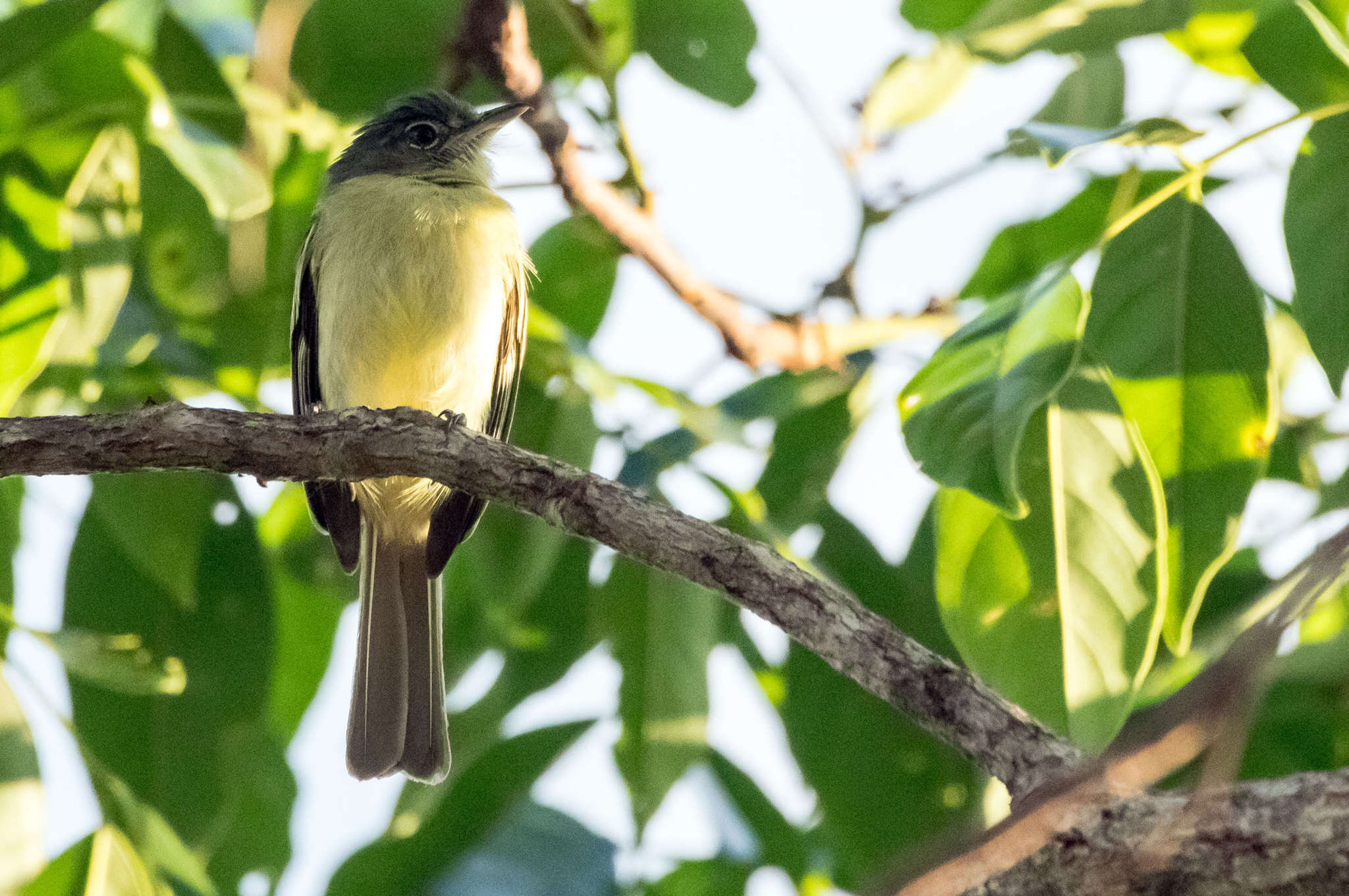 Image of Yellow-margined Flycatcher