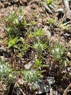 Image de Eriastrum abramsii (Elmer) Mason