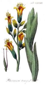 Image of New Zealand flax