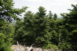 Image of Grecian Fir